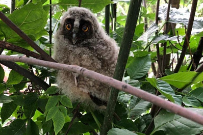 Милый ночной хищник покорил жителей Самары
