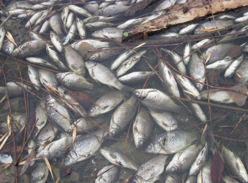 В Самаре выясняют, почему погибла рыба в озере Рулевом