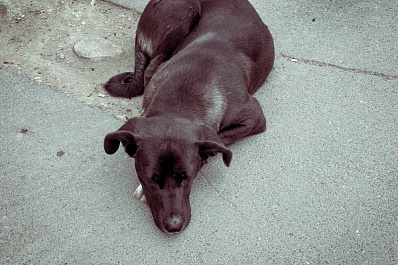 Бастрыкин проконтролирует дело о нападении бродячих собак на девочку в Самаре