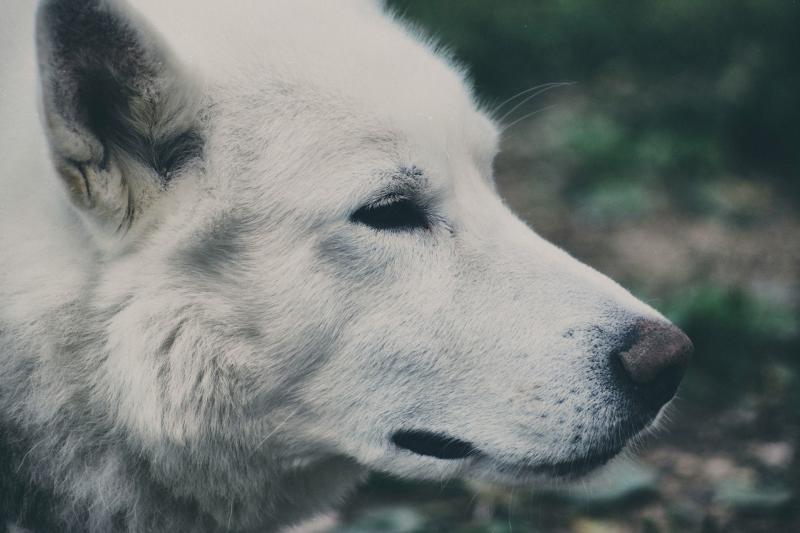 Устроил самосуд?: неизвестный посреди улицы застрелил хаски