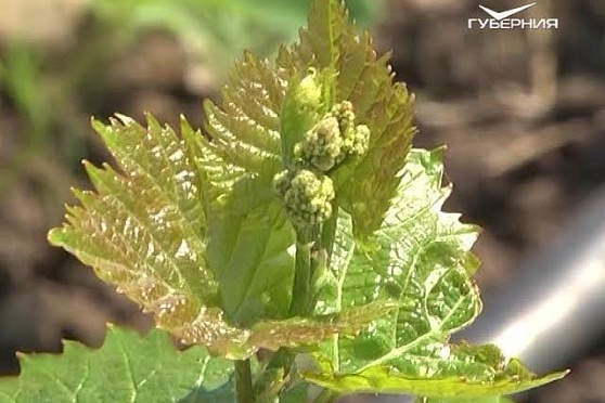 Дачные советы 01.06.2017. Баковые смеси