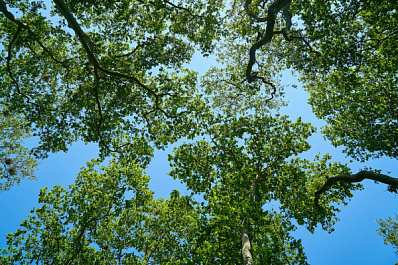 В "Яблоке" призвали бережнее обращаться с зелеными зонами
