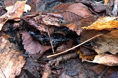 250 тонн грунта с мазутом вывезли за неделю из Гранного