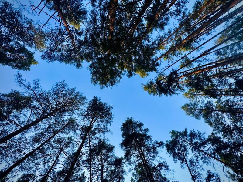 В России ввели карантин из-за нашествия жука-короеда