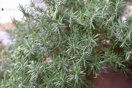 Выращивание экзотических культур в домашних условиях. Дачные сезоны