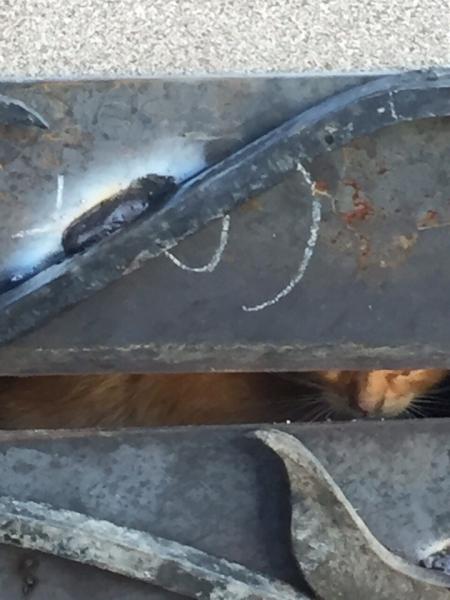 В Самаре в подвале дома на пр. Кирова замуровали двух котят