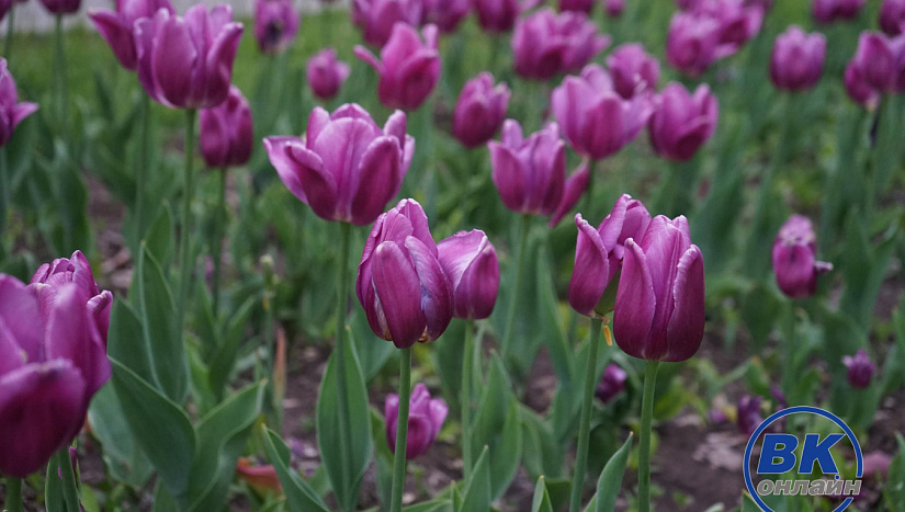 1 июня в истории и архиве "ВК"