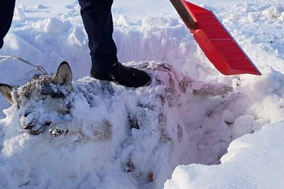 Полицейские Ульяновска расследуют уголовное дело о жестоком убийстве собаки