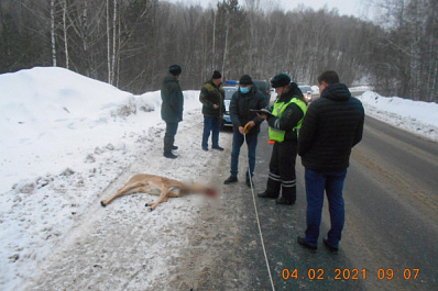 В нацпарке "Самарская Лука" насмерть сбили двух лосей и косулю