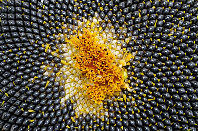 "Подсолнечный" завод Самарской области получил 40 тонн семячек без документов