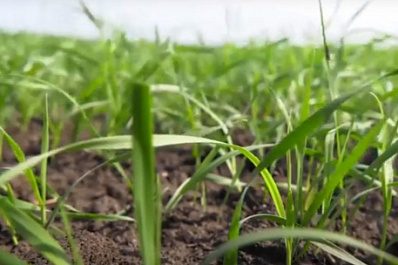 Итоги посевной кампании подвели в Самарской области