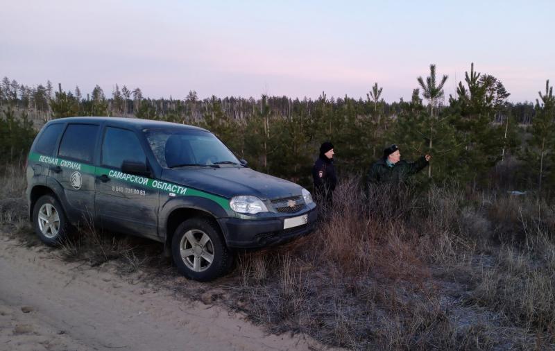 В Самарской области начали отлавливать уничтожителей сосен
