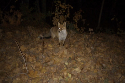 В Самарской области лисы начали выходить к людям   