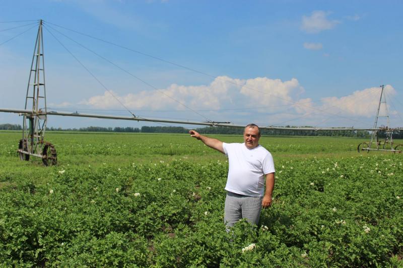 Время собирать урожай: аграрии Самарской области рассчитывают на хороший результат по озимым