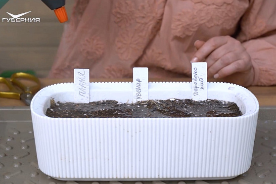 Сеем томаты и пикируем землянику. Дачные сезоны