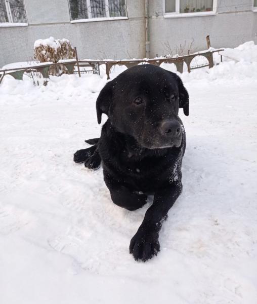 В Сызрани ищут чёрного лабрадора со швом на носу   