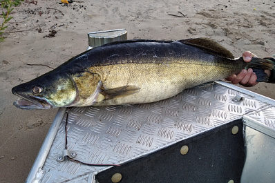 В Самарской области рыбак поймал судака-гиганта весом 7 кг