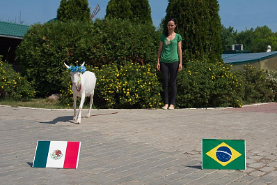 Самарский оракул Забияка выбрала победителя матча Бразилия - Мексика