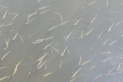 Стало известно, почему в озере Большое Лебяжье в Самарской области погибла рыба