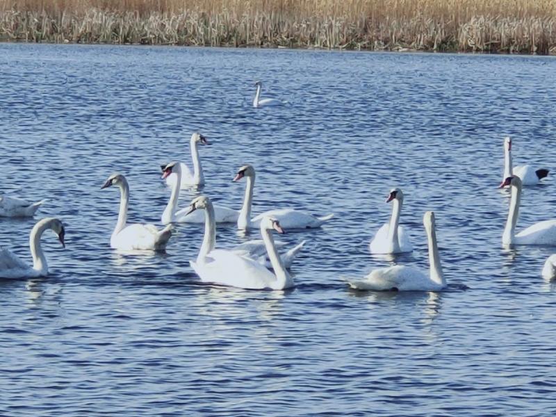 В Самарской области на озере поселились десятки краснокнижных лебедей