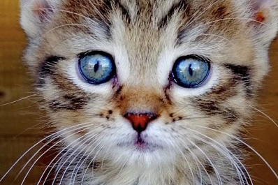 Ученые рассказали, какие болезни передаются от животных к человеку