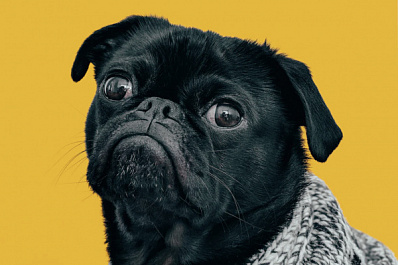 Паспорт и поведение: как подготовить собаку к путешествию