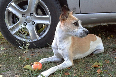Маленькая собака устроила серьезный переполох в самарском аэропорту