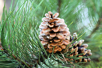 Ижевскую "Биатлонную сосну" признали деревом-памятником