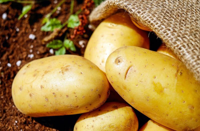 В Самарской области собрали больше 14 тысяч тонн картофеля и овощей