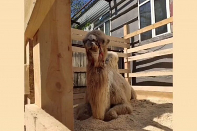 В Самаре страдает единственный верблюд