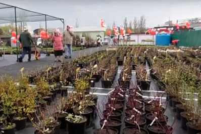 Плодовые, хвойные и декоративные растения: в Самаре открылся новый садовый центр