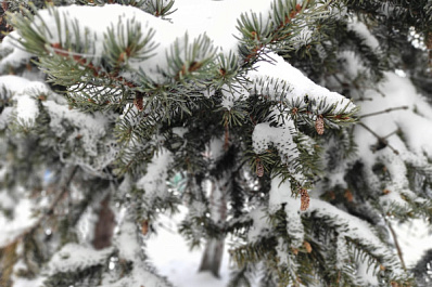 В Самарской области начались предновогодние рейды по сохранению елей 