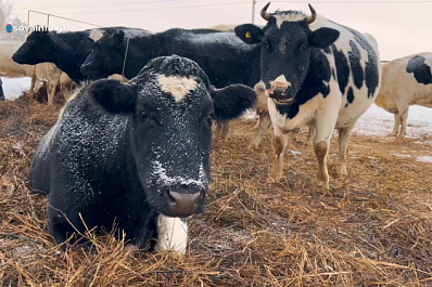 Фермеры Шенталинского района купили коров благодаря господдержке