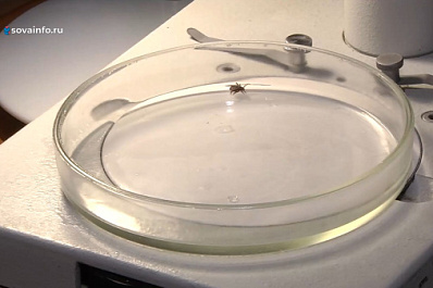 В Роспотребнадзоре рассказали, что категорически нельзя делать при укусе клеща