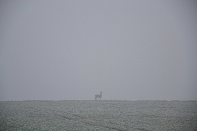 В Самарской области браконьеров поймали на отстреле косуль и краснокнижных птиц