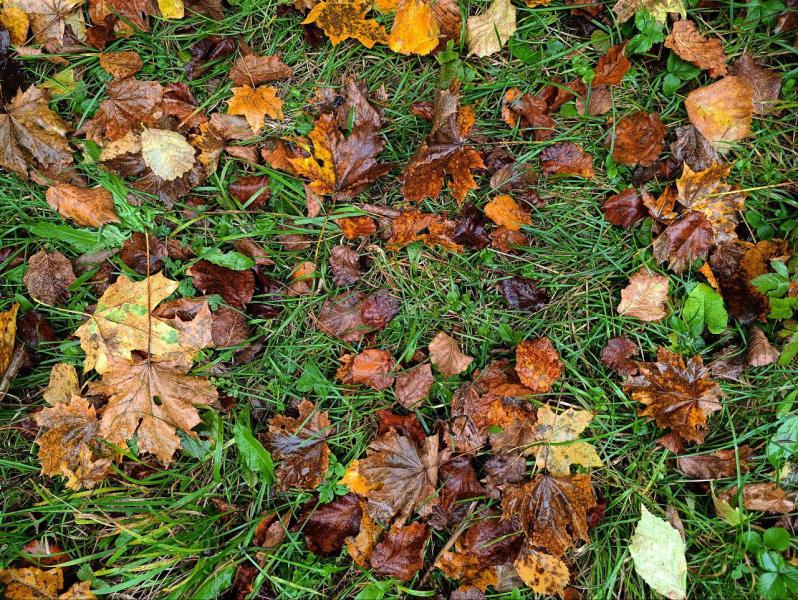 В Самаре собрали 18 кубометров мусора и веток во время уборки Ленинском районе