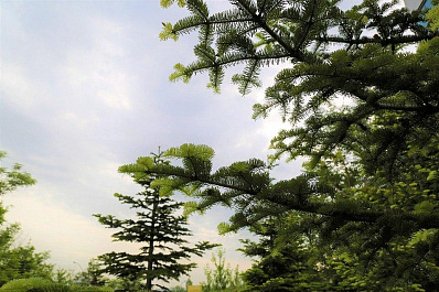 В Самарской области начнут борьбу со звездчатым пилильщиком