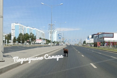 В Самаре по Московскому шоссе бегала овца 