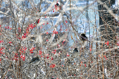В Самарской области 5 марта потеплеет до +1 градуса