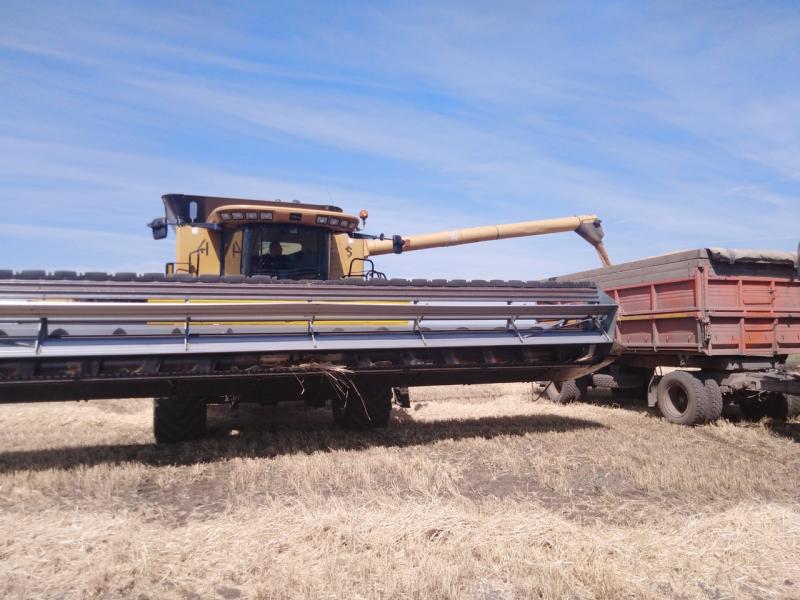 В Самарской области началась массовая уборка озимых