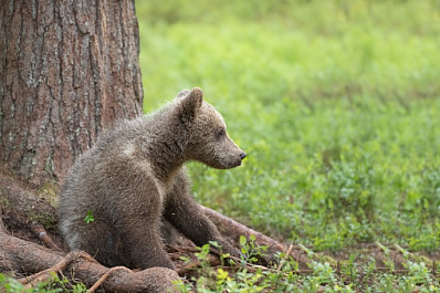В Новосибирске жители спасли трехмесячного медвежонка 