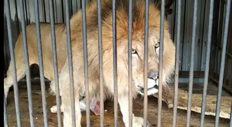 В самарском зоопарке лев Цезарь отметит день рождения
