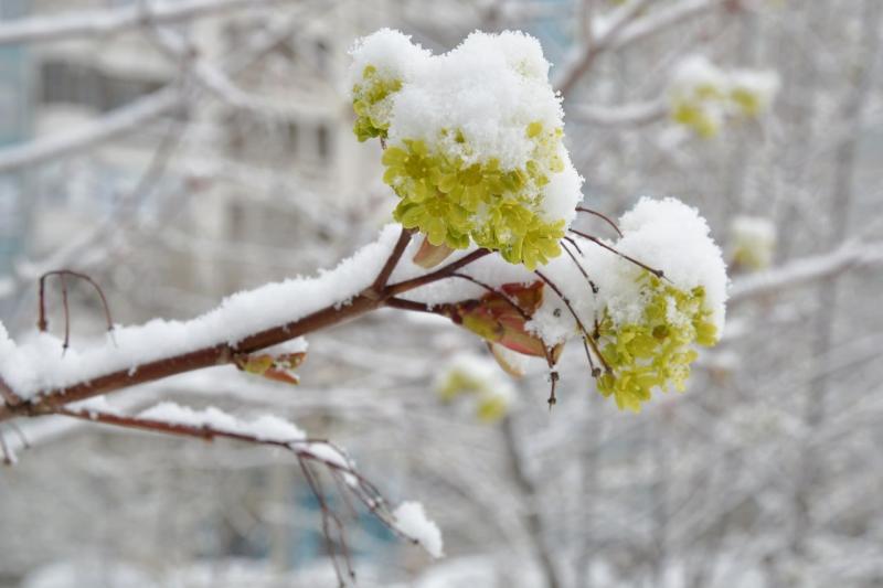 На последних выходных сентября в Самарской области ожидаются заморозки