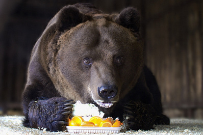 Самарский Умка отпразднует свой 23-й день рождения 