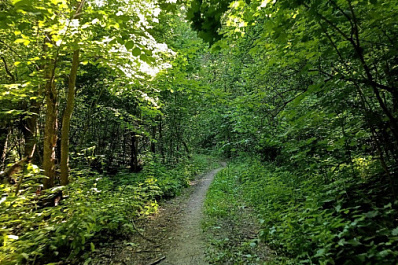 В Нефтегорском районе осудили местного жителя за незаконную вырубку кленов