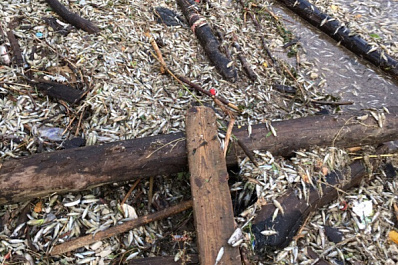 В Самарской области продолжаются массовые выбросы мёртвой рыбы на берег