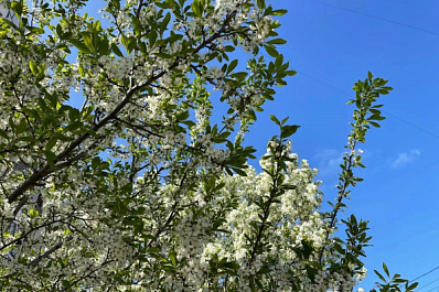 Врач рассказала, как облегчить весеннее обострение аллергии