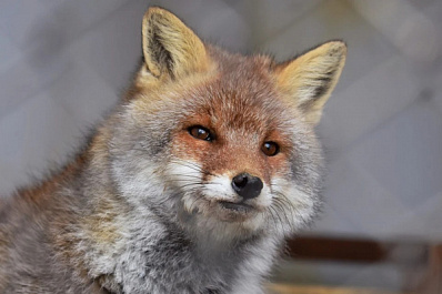 Милый хищник: сибиряки осмелились накормить лису блинами