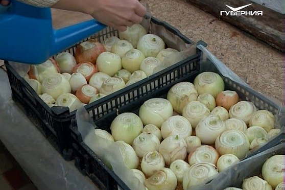 Сеем зелень, чиним инструмент. Удачные заметки от 23.01.2018