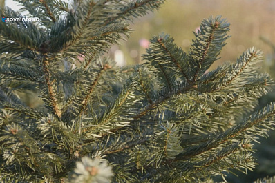 В Роспотребнадзоре рассказали, как выбрать новогоднюю елку